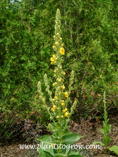 Common Mullein (Verbascum thapsus)